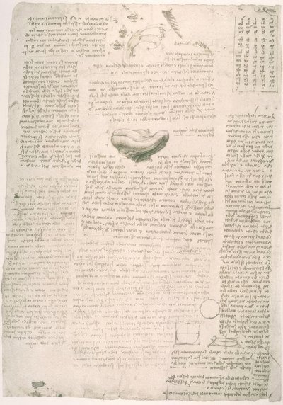 アナトミエステン 作： Leonardo da Vinci