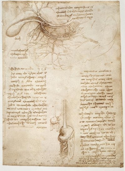 アナトミエステン 作： Leonardo da Vinci