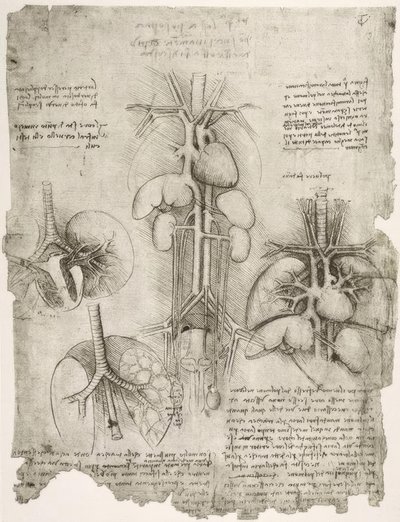 アナトミエステン 作： Leonardo da Vinci