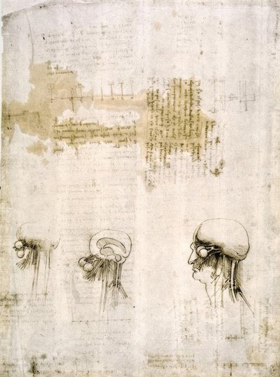アナトミエステン 作： Leonardo da Vinci