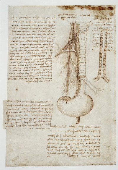 アナトミエステン 作： Leonardo da Vinci