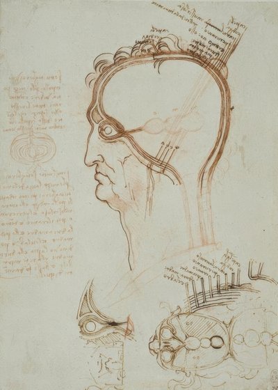 アナトミエステン 作： Leonardo da Vinci
