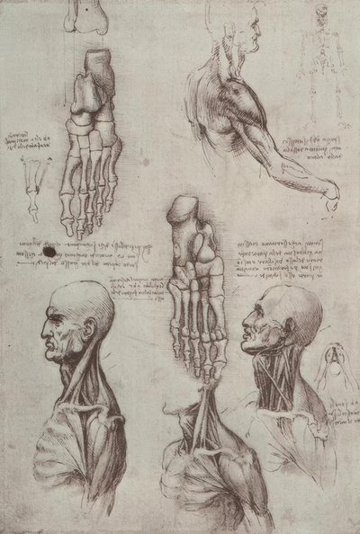 アナトミエステン 作： Leonardo da Vinci