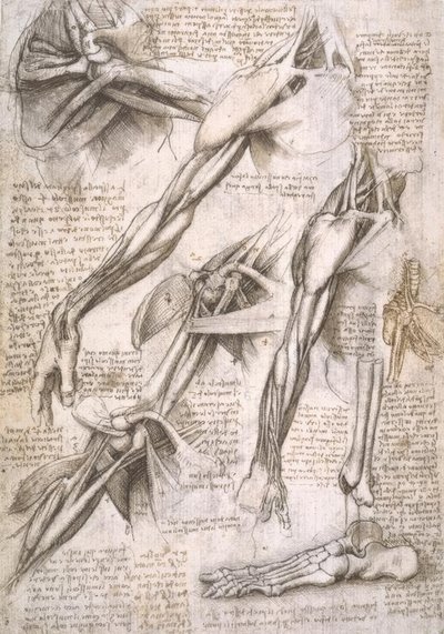 アナトミエステン 作： Leonardo da Vinci