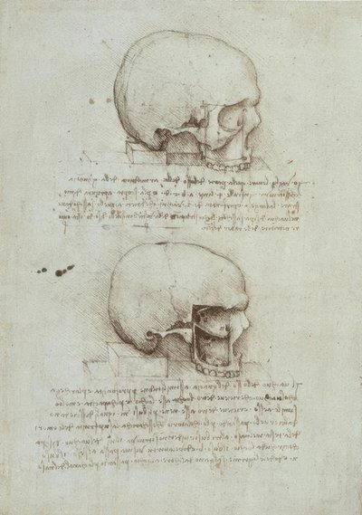 アナトミエステン 作： Leonardo da Vinci