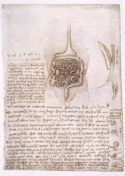 アナトミエステン 作： Leonardo da Vinci