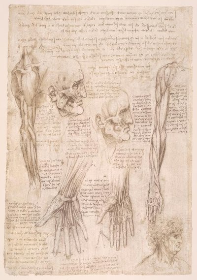アナトミエステン 作： Leonardo da Vinci