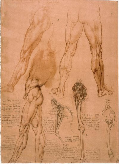 解剖学研究：脚の筋肉 作： Leonardo da Vinci
