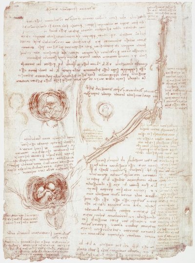 解剖学研究：子宮内の肘関節-胎児の動き 作： Leonardo da Vinci