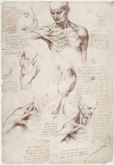 解剖学研究：首と肩の表面の筋肉 作： Leonardo da Vinci