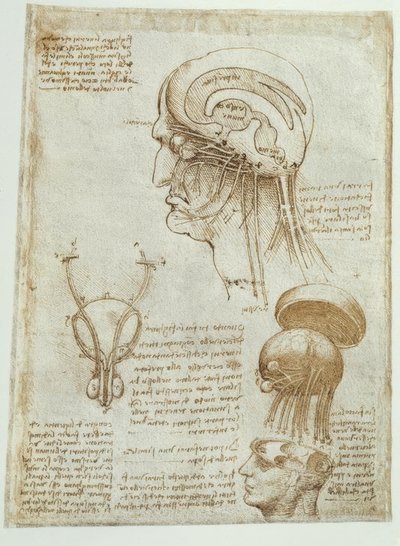 解剖学研究：脳、脳室、脳神経-男性 作： Leonardo da Vinci