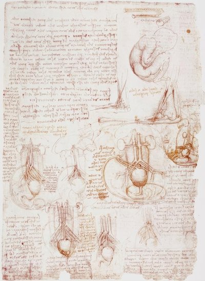 解剖学研究：臍帯-胎児... 作： Leonardo da Vinci