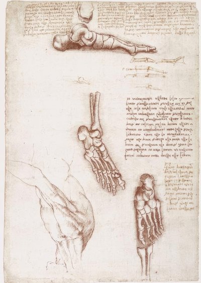 解剖学研究：肩-足の骨の表面解剖学 作： Leonardo da Vinci