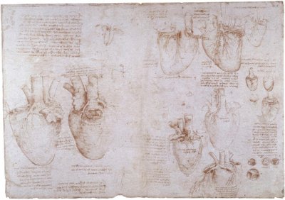 解剖学研究：表面の静脈... 作： Leonardo da Vinci