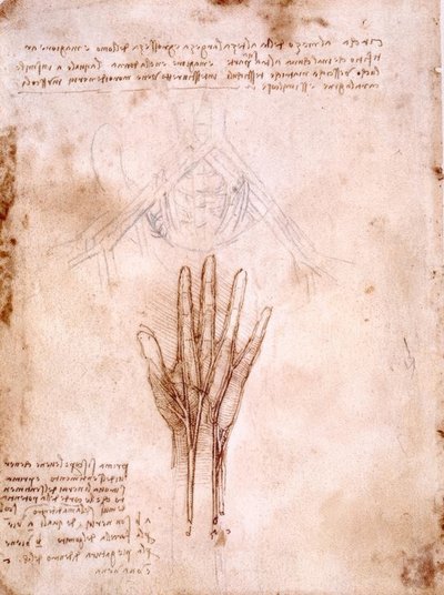 解剖学研究：骨盤血管のスケッチ... 作： Leonardo da Vinci