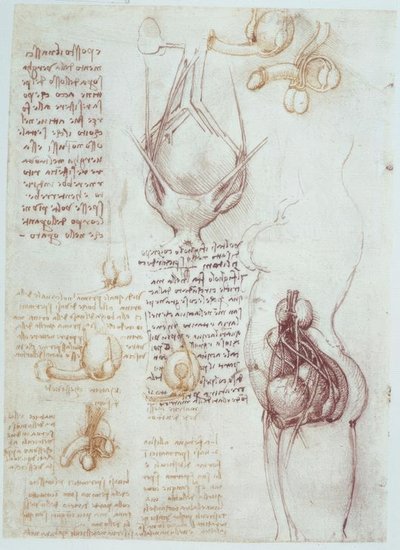 解剖学研究：男性と女性の性器の比較表現 作： Leonardo da Vinci