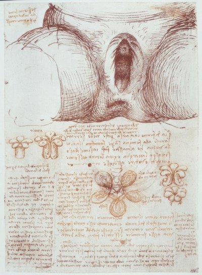 解剖学研究：出産後の経産婦の外陰部 作： Leonardo da Vinci