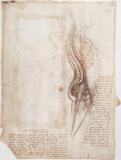 解剖学研究：脊椎... 作： Leonardo da Vinci