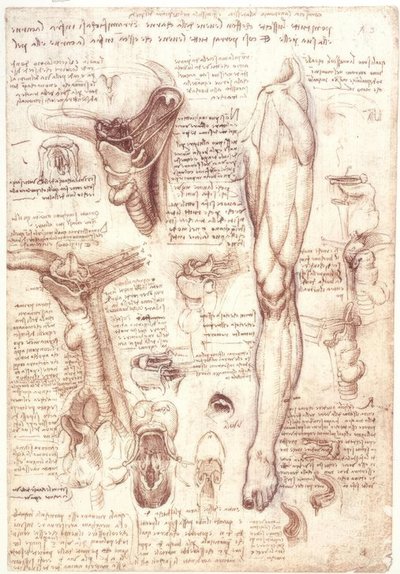 解剖学研究：舌、喉、喉頭、食道 作： Leonardo da Vinci