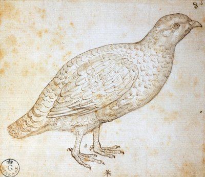 動物研究: ウズラ、レオナルド ダ ヴィンチ (1452-1519) 作、754 オーンを描く 作： Leonardo da Vinci