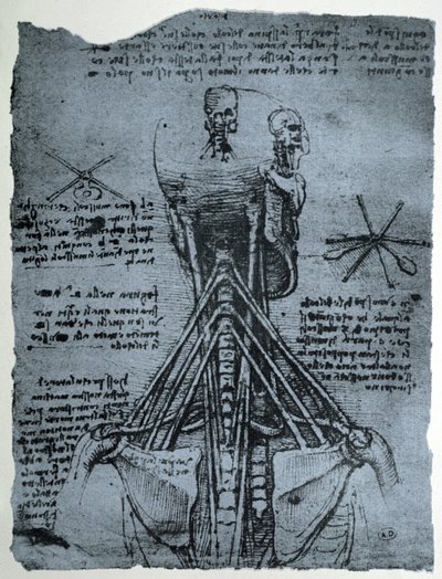 人間の首と肩の骨構造、ファクシミリのコピー 作： Leonardo da Vinci