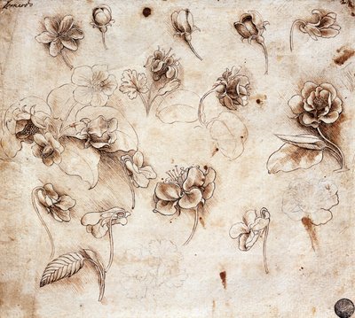 ボタニカル・テーブル、ドローイング237（ドローイング） 作： Leonardo da Vinci