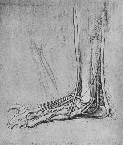 クマの足の左側の解剖、c1480 1945 作： Leonardo da Vinci