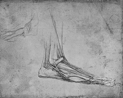 右へのクマの足の解剖、c1480 1945 作： Leonardo da Vinci