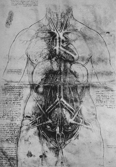 女性の主要臓器の解剖、c1480 1945 作： Leonardo da Vinci