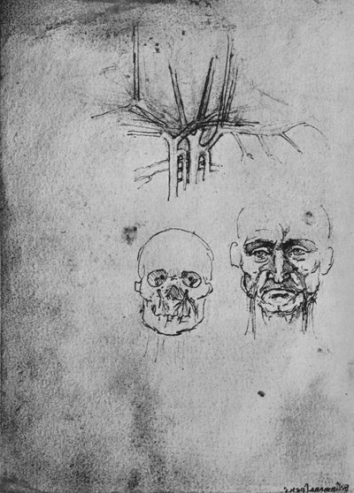 首と顔の血管の位置を示す図、c1480 1945 作： Leonardo da Vinci