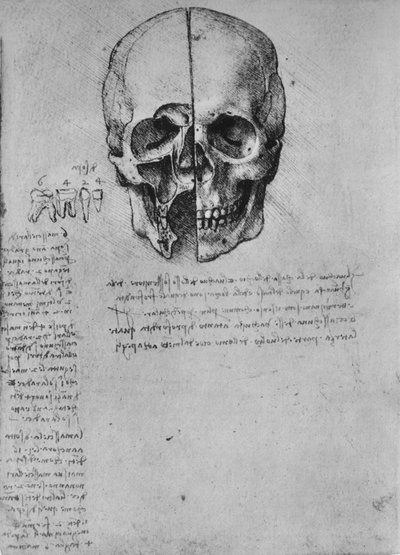 頭蓋骨の2つの半分の描画、c1480 1945 作： Leonardo da Vinci