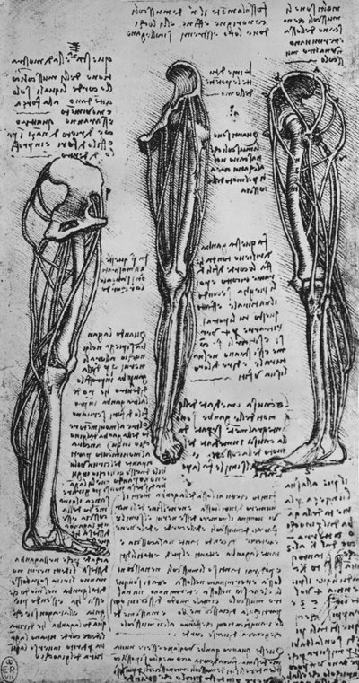 骨と腱を示す左脚の絵、c1480 1945 作： Leonardo da Vinci