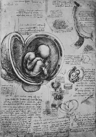 子宮の胚の絵、c1480 1945 作： Leonardo da Vinci
