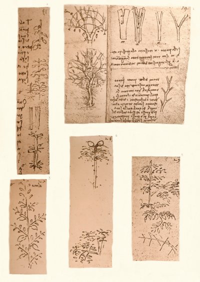 風景画の要素を示す5つの図、c1472-c1519 1883 作： Leonardo da Vinci