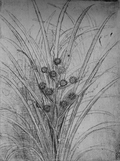 開花ラッシュ、c1480 1945 作： Leonardo da Vinci
