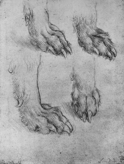 犬や狼の足に関する4つの研究、c1480 1945 作： Leonardo da Vinci