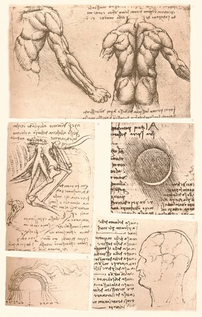 4つの解剖図、c1472-c1519 1883 作： Leonardo da Vinci