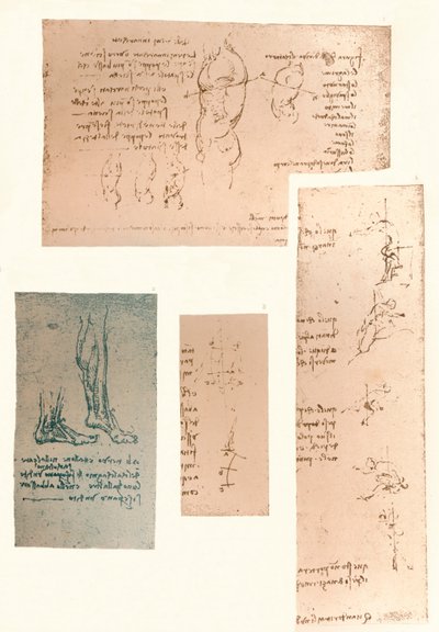 人物の動きの理論を説明する4つの図、c1472-c1519 1883 作： Leonardo da Vinci