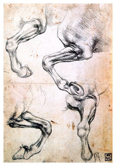 馬の脚に関する4つの研究、c1500 作： Leonardo da Vinci