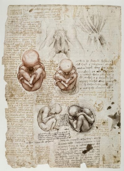 子宮の胎児 作： Leonardo da Vinci