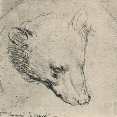 クマの頭、c1480 1945 作： Leonardo da Vinci