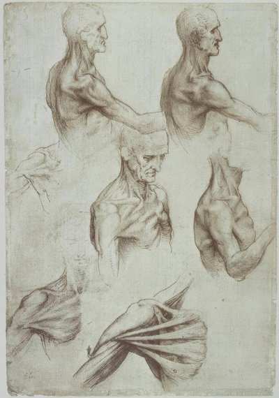 レオナルド-首–肩の筋肉- f。 136v 作： Leonardo da Vinci