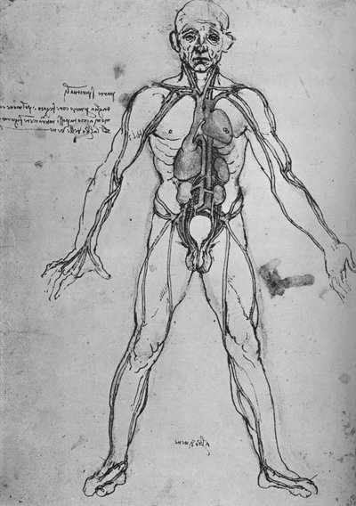 心臓、肺、主要動脈を示す解剖図として描かれた男、c1480 1945 作： Leonardo da Vinci
