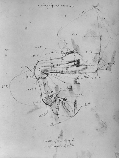 馬の前足に近い部分の測定図、c1480 1945 作： Leonardo da Vinci