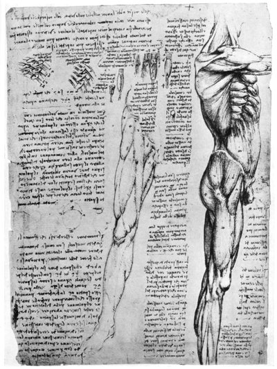 筋肉研究、1954年後半または16世紀初頭1954 作： Leonardo da Vinci