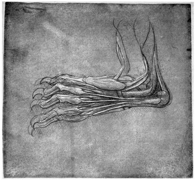 1954年15世紀後半または16世紀初頭の、おそらくウサギの足の筋肉と筋。 作： Leonardo da Vinci