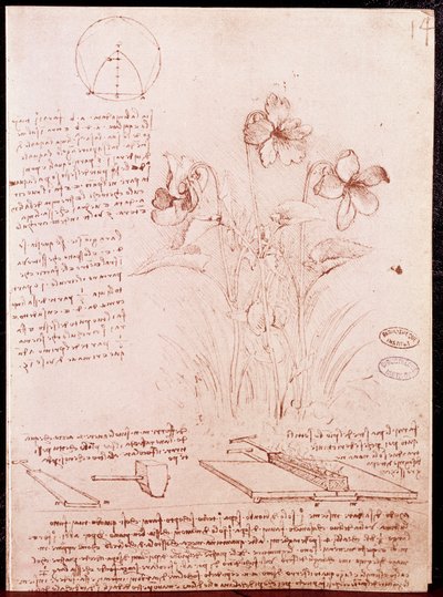 植物学と幾何学のノートとスケッチ：水仙。レオナルド・ダ・ヴィンチ(Leonardo da Vinci) (1452-1519)の手稿の2ページに描かれた絵 作： Leonardo da Vinci
