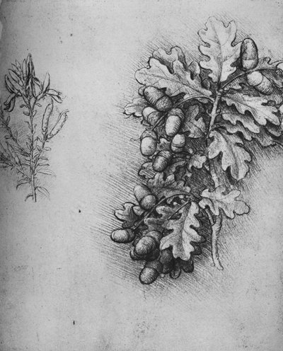 ドングリとダイアーのグリーンリーブとオークの葉、c1480 1945 作： Leonardo da Vinci