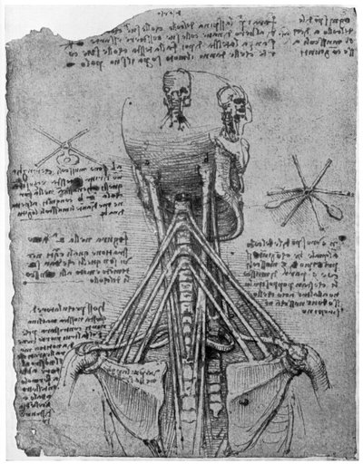 1954年後半または16世紀初頭の首の筋を示すスケルトンの背面図 作： Leonardo da Vinci