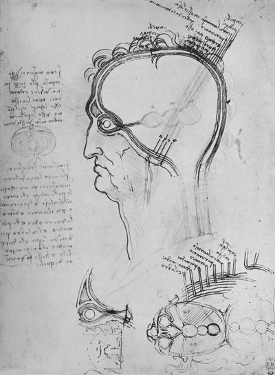 目の解剖学などを示すマンの頭のセクション、c1480 1945 作： Leonardo da Vinci